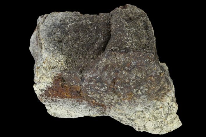 Fossil Triceratops Bone Section - North Dakota #117546